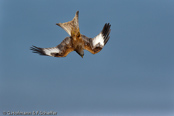 Red Kite, Milhafre-real, Rotmilan, (Milvus milvus)