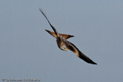 Red Kite, Milhafre-real, Rotmilan, (Milvus milvus)