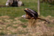 Red Kite, Milhafre-real, Rotmilan, (Milvus milvus)