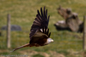 Red Kite, Milhafre-real, Rotmilan, (Milvus milvus)