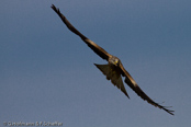 Red Kite, Milhafre-real, Rotmilan, (Milvus milvus)