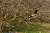 Red Kite, Milhafre-real, Rotmilan, (Milvus milvus)