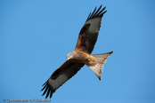 Red Kite, Milhafre-real, Rotmilan, (Milvus milvus),