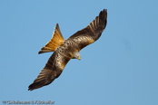 Red Kite, Milhafre-real, Rotmilan, (Milvus milvus),