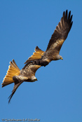 Red Kite, Milhafre-real, Rotmilan, (Milvus milvus),