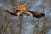 Red Kite, Milhafre-real, Rotmilan, (Milvus milvus),