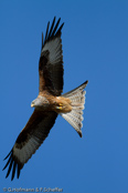 Red Kite, Milhafre-real, Rotmilan, (Milvus milvus),