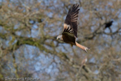 Red Kite, Milhafre-real, Rotmilan, (Milvus milvus),