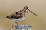 Common Snipe, (Gallinago gallinago), 