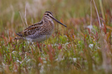 Common Snipe, (Gallinago gallinago), 