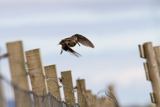Common Snipe, (Gallinago gallinago), 