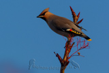 Bohemian Waxwing, Seidenschwanz, Bombycilla garrulus