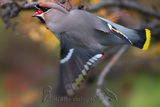 Bohemian Waxwing, Seidenschwanz, Bombycilla garrulus