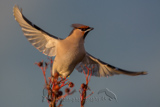 Bohemian Waxwing, Seidenschwanz, Bombycilla garrulus