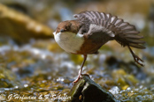 Dipper, Melro-d'água, Wasseramsel, ( Cinclus cinclus), skorec vodní,   Vandstær,  Mirlo Acuático de Garganta Blanca,   koskikara,   Cincle plongeur,  Fossbúi,  Merlo acquaiolo, munajirokawagarasu,  ムナジロカワガラス, Waterspreeuw, Fossekall, pluszcz, vodnár potocný, Strömstare