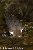 Dipper, Melro-d'água, Wasseramsel, ( Cinclus cinclus), skorec vodní,   Vandstær,  Mirlo Acuático de Garganta Blanca,   koskikara,   Cincle plongeur,  Fossbúi,  Merlo acquaiolo, munajirokawagarasu,  ムナジロカワガラス, Waterspreeuw, Fossekall, pluszcz, vodnár potocný, Strömstare