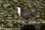 Dipper, Melro-d'água, Wasseramsel, ( Cinclus cinclus), skorec vodní,   Vandstær,  Mirlo Acuático de Garganta Blanca,   koskikara,   Cincle plongeur,  Fossbúi,  Merlo acquaiolo, munajirokawagarasu,  ムナジロカワガラス, Waterspreeuw, Fossekall, pluszcz, vodnár potocný, Strömstare
