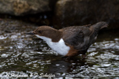 Dipper, Melro-d'água, Wasseramsel, ( Cinclus cinclus), skorec vodní,   Vandstær,  Mirlo Acuático de Garganta Blanca,   koskikara,   Cincle plongeur,  Fossbúi,  Merlo acquaiolo, munajirokawagarasu,  ムナジロカワガラス, Waterspreeuw, Fossekall, pluszcz, vodnár potocný, Strömstare