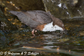 Dipper, Melro-d'água, Wasseramsel, ( Cinclus cinclus), 