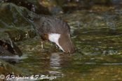 Dipper, Melro-d'água, Wasseramsel, ( Cinclus cinclus), 
