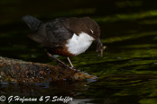 Dipper, Melro-d'água, Wasseramsel, ( Cinclus cinclus), 
