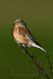 Bluthänfling, Hänfling, Eurasian Linnet, Carduelis cannabina, Acanthis cannabina, Linotte mélodieuse, Pardillo Común