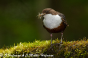 Dipper, Melro-d'água, Wasseramsel, ( Cinclus cinclus), skorec vodní,   Vandstær,  Mirlo Acuático de Garganta Blanca,   koskikara,   Cincle plongeur,  Fossbúi,  Merlo acquaiolo, munajirokawagarasu,  ムナジロカワガラス, Waterspreeuw, Fossekall, pluszcz, vodnár potocný, Strömstare