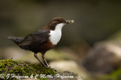 Dipper, Melro-d'água, Wasseramsel, ( Cinclus cinclus), skorec vodní,   Vandstær,  Mirlo Acuático de Garganta Blanca,   koskikara,   Cincle plongeur,  Fossbúi,  Merlo acquaiolo, munajirokawagarasu,  ムナジロカワガラス, Waterspreeuw, Fossekall, pluszcz, vodnár potocný, Strömstare