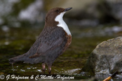 Dipper, Melro-d'água, Wasseramsel, ( Cinclus cinclus), skorec vodní,   Vandstær,  Mirlo Acuático de Garganta Blanca,   koskikara,   Cincle plongeur,  Fossbúi,  Merlo acquaiolo, munajirokawagarasu,  ムナジロカワガラス, Waterspreeuw, Fossekall, pluszcz, vodnár potocný, Strömstare