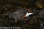 Dipper, Melro-d'água, Wasseramsel, ( Cinclus cinclus), skorec vodní,   Vandstær,  Mirlo Acuático de Garganta Blanca,   koskikara,   Cincle plongeur,  Fossbúi,  Merlo acquaiolo, munajirokawagarasu,  ムナジロカワガラス, Waterspreeuw, Fossekall, pluszcz, vodnár potocný, Strömstare