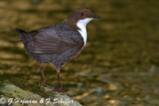 Dipper, Melro-d'água, Wasseramsel, ( Cinclus cinclus), skorec vodní,   Vandstær,  Mirlo Acuático de Garganta Blanca,   koskikara,   Cincle plongeur,  Fossbúi,  Merlo acquaiolo, munajirokawagarasu,  ムナジロカワガラス, Waterspreeuw, Fossekall, pluszcz, vodnár potocný, Strömstare