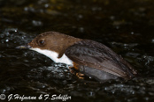 Dipper, Melro-d'água, Wasseramsel, ( Cinclus cinclus), skorec vodní,   Vandstær,  Mirlo Acuático de Garganta Blanca,   koskikara,   Cincle plongeur,  Fossbúi,  Merlo acquaiolo, munajirokawagarasu,  ムナジロカワガラス, Waterspreeuw, Fossekall, pluszcz, vodnár potocný, Strömstare