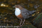 Dipper, Melro-d'água, Wasseramsel, ( Cinclus cinclus), skorec vodní,   Vandstær,  Mirlo Acuático de Garganta Blanca,   koskikara,   Cincle plongeur,  Fossbúi,  Merlo acquaiolo, munajirokawagarasu,  ムナジロカワガラス, Waterspreeuw, Fossekall, pluszcz, vodnár potocný, Strömstare