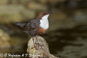 Dipper, Melro-d'água, Wasseramsel, ( Cinclus cinclus), skorec vodní,   Vandstær,  Mirlo Acuático de Garganta Blanca,   koskikara,   Cincle plongeur,  Fossbúi,  Merlo acquaiolo, munajirokawagarasu,  ムナジロカワガラス, Waterspreeuw, Fossekall, pluszcz, vodnár potocný, Strömstare