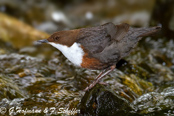 Dipper, Melro-d'água, Wasseramsel, ( Cinclus cinclus), skorec vodní,   Vandstær,  Mirlo Acuático de Garganta Blanca,   koskikara,   Cincle plongeur,  Fossbúi,  Merlo acquaiolo, munajirokawagarasu,  ムナジロカワガラス, Waterspreeuw, Fossekall, pluszcz, vodnár potocný, Strömstare