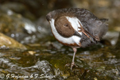 Dipper, Melro-d'água, Wasseramsel, ( Cinclus cinclus), skorec vodní,   Vandstær,  Mirlo Acuático de Garganta Blanca,   koskikara,   Cincle plongeur,  Fossbúi,  Merlo acquaiolo, munajirokawagarasu,  ムナジロカワガラス, Waterspreeuw, Fossekall, pluszcz, vodnár potocný, Strömstare