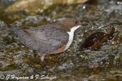 Dipper, Melro-d'água, Wasseramsel, ( Cinclus cinclus), skorec vodní,   Vandstær,  Mirlo Acuático de Garganta Blanca,   koskikara,   Cincle plongeur,  Fossbúi,  Merlo acquaiolo, munajirokawagarasu,  ムナジロカワガラス, Waterspreeuw, Fossekall, pluszcz, vodnár potocný, Strömstare