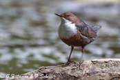 Dipper, Melro-d'água, Wasseramsel, ( Cinclus cinclus), skorec vodní,   Vandstær,  Mirlo Acuático de Garganta Blanca,   koskikara,   Cincle plongeur,  Fossbúi,  Merlo acquaiolo, munajirokawagarasu,  ムナジロカワガラス, Waterspreeuw, Fossekall, pluszcz, vodnár potocný, Strömstare