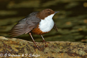 Dipper, Melro-d'água, Wasseramsel, ( Cinclus cinclus), skorec vodní,   Vandstær,  Mirlo Acuático de Garganta Blanca,   koskikara,   Cincle plongeur,  Fossbúi,  Merlo acquaiolo, munajirokawagarasu,  ムナジロカワガラス, Waterspreeuw, Fossekall, pluszcz, vodnár potocný, Strömstare