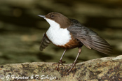 Dipper, Melro-d'água, Wasseramsel, ( Cinclus cinclus), skorec vodní,   Vandstær,  Mirlo Acuático de Garganta Blanca,   koskikara,   Cincle plongeur,  Fossbúi,  Merlo acquaiolo, munajirokawagarasu,  ムナジロカワガラス, Waterspreeuw, Fossekall, pluszcz, vodnár potocný, Strömstare