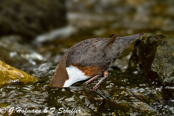 Dipper, Melro-d'água, Wasseramsel, ( Cinclus cinclus), skorec vodní,   Vandstær,  Mirlo Acuático de Garganta Blanca,   koskikara,   Cincle plongeur,  Fossbúi,  Merlo acquaiolo, munajirokawagarasu,  ムナジロカワガラス, Waterspreeuw, Fossekall, pluszcz, vodnár potocný, Strömstare