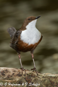 Dipper, Melro-d'água, Wasseramsel, ( Cinclus cinclus), skorec vodní,   Vandstær,  Mirlo Acuático de Garganta Blanca,   koskikara,   Cincle plongeur,  Fossbúi,  Merlo acquaiolo, munajirokawagarasu,  ムナジロカワガラス, Waterspreeuw, Fossekall, pluszcz, vodnár potocný, Strömstare