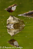 Dipper, Melro-d'água, Wasseramsel, ( Cinclus cinclus), skorec vodní,   Vandstær,  Mirlo Acuático de Garganta Blanca,   koskikara,   Cincle plongeur,  Fossbúi,  Merlo acquaiolo, munajirokawagarasu,  ムナジロカワガラス, Waterspreeuw, Fossekall, pluszcz, vodnár potocný, Strömstare