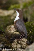 Dipper, Melro-d'água, Wasseramsel, ( Cinclus cinclus), skorec vodní,   Vandstær,  Mirlo Acuático de Garganta Blanca,   koskikara,   Cincle plongeur,  Fossbúi,  Merlo acquaiolo, munajirokawagarasu,  ムナジロカワガラス, Waterspreeuw, Fossekall, pluszcz, vodnár potocný, Strömstare