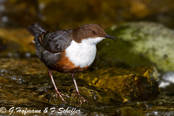 Dipper, Melro-d'água, Wasseramsel, ( Cinclus cinclus), skorec vodní,   Vandstær,  Mirlo Acuático de Garganta Blanca,   koskikara,   Cincle plongeur,  Fossbúi,  Merlo acquaiolo, munajirokawagarasu,  ムナジロカワガラス, Waterspreeuw, Fossekall, pluszcz, vodnár potocný, Strömstare