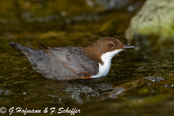 Dipper, Melro-d'água, Wasseramsel, ( Cinclus cinclus), skorec vodní,   Vandstær,  Mirlo Acuático de Garganta Blanca,   koskikara,   Cincle plongeur,  Fossbúi,  Merlo acquaiolo, munajirokawagarasu,  ムナジロカワガラス, Waterspreeuw, Fossekall, pluszcz, vodnár potocný, Strömstare