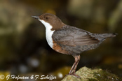 Dipper, Melro-d'água, Wasseramsel, ( Cinclus cinclus), skorec vodní,   Vandstær,  Mirlo Acuático de Garganta Blanca,   koskikara,   Cincle plongeur,  Fossbúi,  Merlo acquaiolo, munajirokawagarasu,  ムナジロカワガラス, Waterspreeuw, Fossekall, pluszcz, vodnár potocný, Strömstare