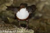 Dipper, Melro-d'água, Wasseramsel, ( Cinclus cinclus), skorec vodní,   Vandstær,  Mirlo Acuático de Garganta Blanca,   koskikara,   Cincle plongeur,  Fossbúi,  Merlo acquaiolo, munajirokawagarasu,  ムナジロカワガラス, Waterspreeuw, Fossekall, pluszcz, vodnár potocný, Strömstare