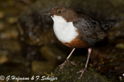 Dipper, Melro-d'água, Wasseramsel, ( Cinclus cinclus), skorec vodní,   Vandstær,  Mirlo Acuático de Garganta Blanca,   koskikara,   Cincle plongeur,  Fossbúi,  Merlo acquaiolo, munajirokawagarasu,  ムナジロカワガラス, Waterspreeuw, Fossekall, pluszcz, vodnár potocný, Strömstare