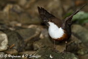 Dipper, Melro-d'água, Wasseramsel, ( Cinclus cinclus), skorec vodní,   Vandstær,  Mirlo Acuático de Garganta Blanca,   koskikara,   Cincle plongeur,  Fossbúi,  Merlo acquaiolo, munajirokawagarasu,  ムナジロカワガラス, Waterspreeuw, Fossekall, pluszcz, vodnár potocný, Strömstare